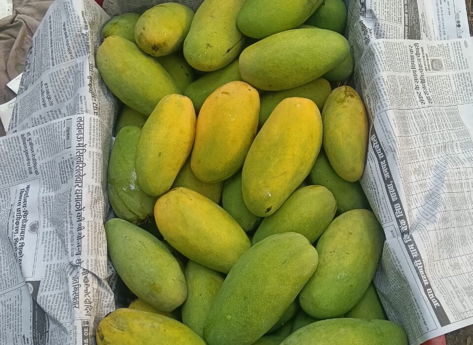Mango 7