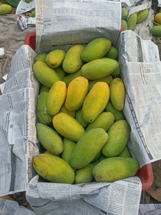 Mango 7