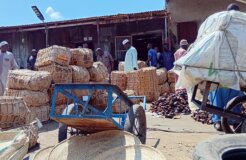 After the fish arrived in Maiduguri, it's transported to different parts of the country in wholesale and retail. After the fish arrived in Maiduguri, it's transported to different parts of the country in wholesale and retail.
