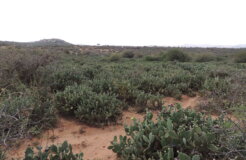 OpuntIa stricta invasion (1)