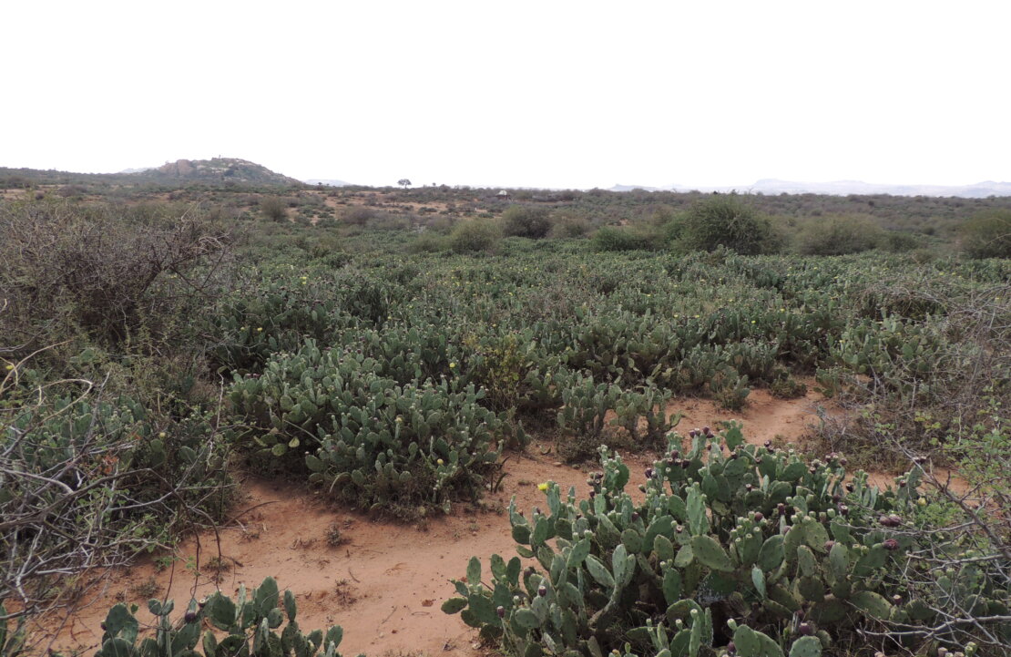 OpuntIa stricta invasion (1)