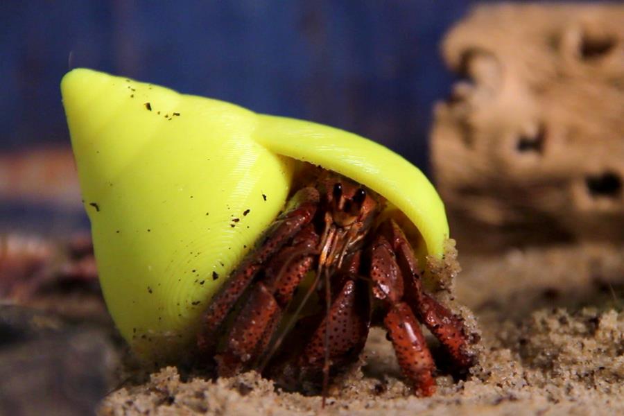 A plastic shell for the hermit crab FairPlanet.