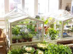 Ikea-Mini-Greenhouse1