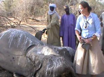 elephant slaughtering