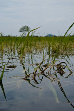 submerged rice plants