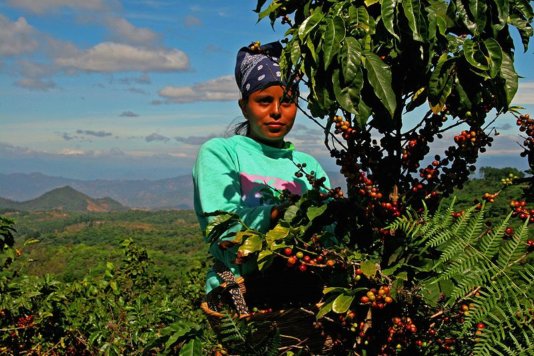 CiudadBarrioscoffeepicker