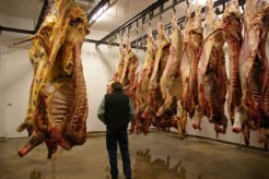 800px-Meat_hanging_in_cooler_room-01