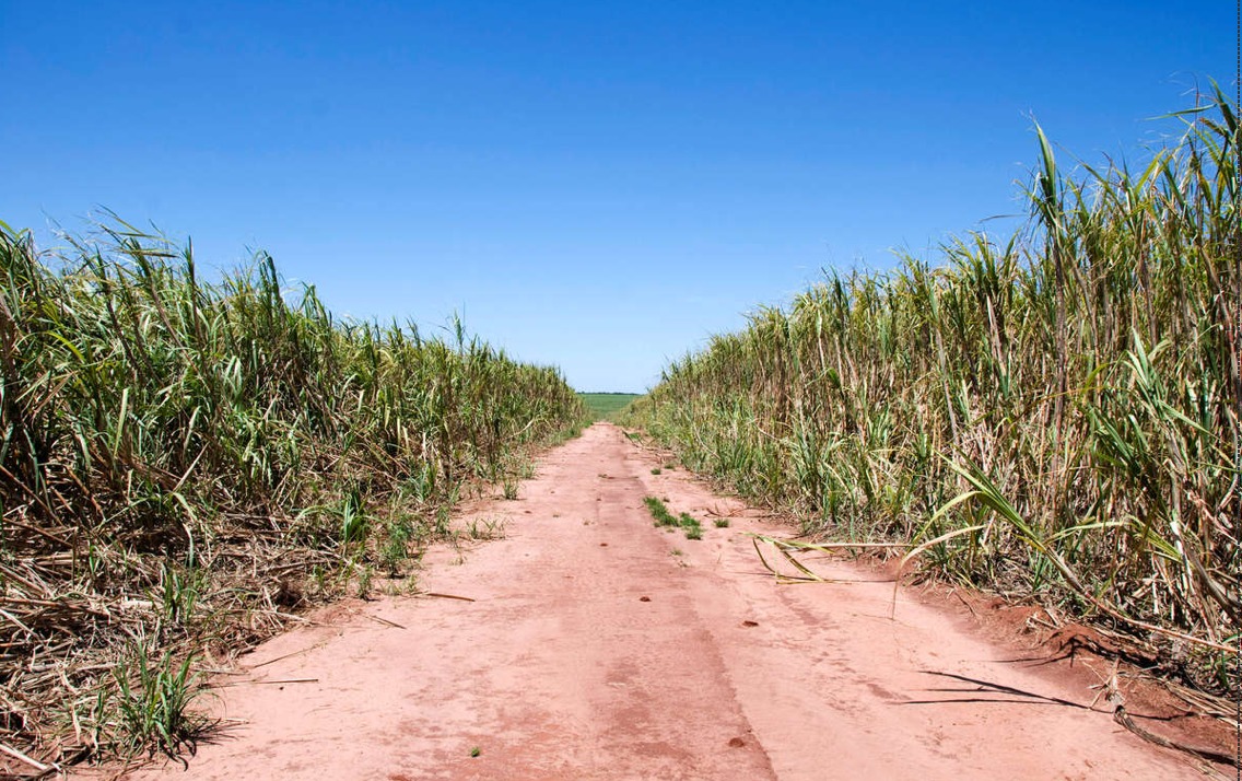 The current boom in sugarcane production is taking over the Guarani's ancestral land © Survival