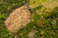Drug trafficking deforestation