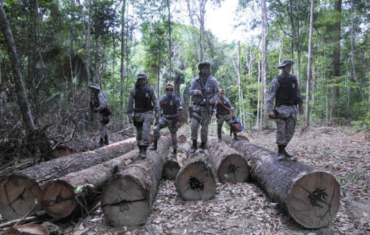 The Brazilian authorities have completed the first stage of their operation to remove illegal loggers and ranchers from Awá land. © Mário Vilela/FUNAI