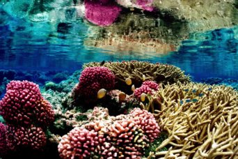 Colorful_underwater_landscape_of_a_coral_reef