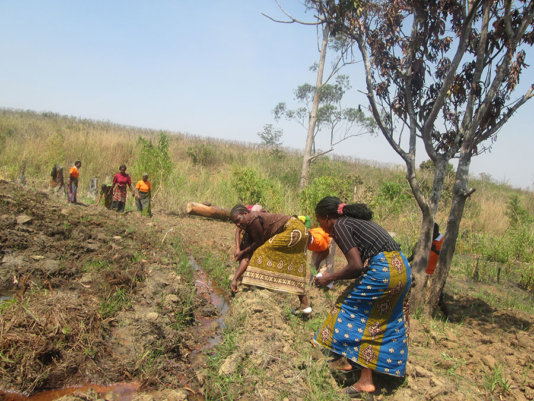 Farmers in Western Kenya try to salvage whatever is left of their farm as climate change takes a toll on their yields.