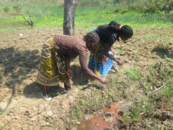 Women-who-form-the-bulk-of-Kenya's-smallholder-farmers-are-bearing-the-brunt-of-changes-in-weather