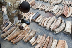 KENYA-WILDLIFE-POACHING-IVORY