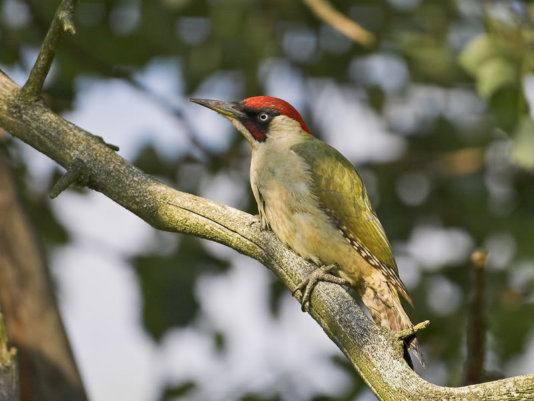 So far the green woodpecker was very popular and a second term would have been legally possible.