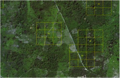 Image of Satellite SPOT analyses by square kilometers of the Congo Basin rainforest carried by the European Commission.