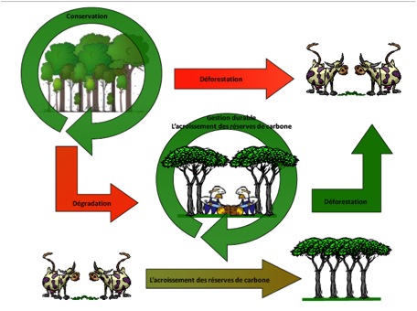 Capacity building Illustration from REED+.