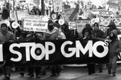 GMO-protestors