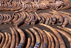 ivory trade ivory trade