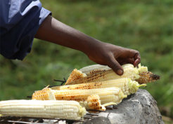 Mais-Kenia Mais-Kenia