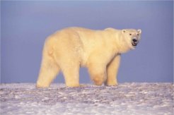 800px-Polar_bear_in_Arctic_Alaska