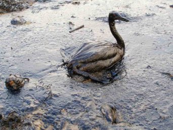 California Oil Spill
