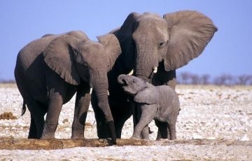 16152_unnamedelephants_1_460x230 16152_unnamedelephants_1_460x230