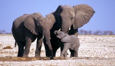 16152_unnamedelephants_1_460x230 16152_unnamedelephants_1_460x230