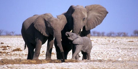 16152_unnamedelephants_1_460x230