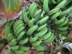 3254775407_9c4f309c2a_o 3254775407_9c4f309c2a_o