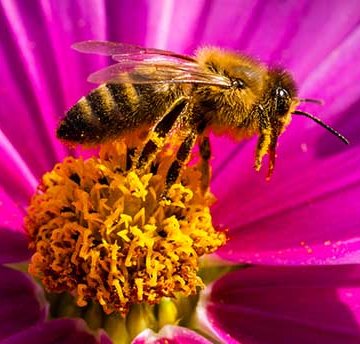 Bees on Blossoms in GermanyBiene auf einer Bluete Bees on Blossoms in GermanyBiene auf einer Bluete