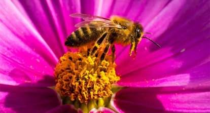 Bees on Blossoms in GermanyBiene auf einer Bluete Bees on Blossoms in GermanyBiene auf einer Bluete