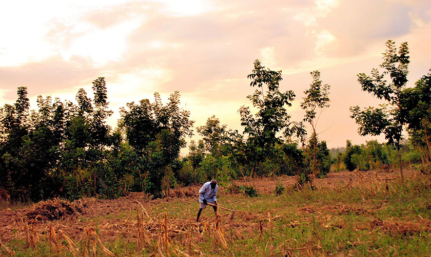 A farmer in Western Kenya tills his land even as he knows the land will produce little or no yields as rains fail. A farmer in Western Kenya tills his land even as he knows the land will produce little or no yields as rains fail.
