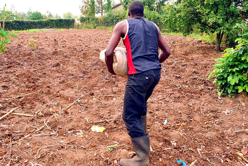 A farmer works in his dry farm in Central Kenya, one of the areas traditionally recognized as a food basket. A farmer works in his dry farm in Central Kenya, one of the areas traditionally recognized as a food basket.