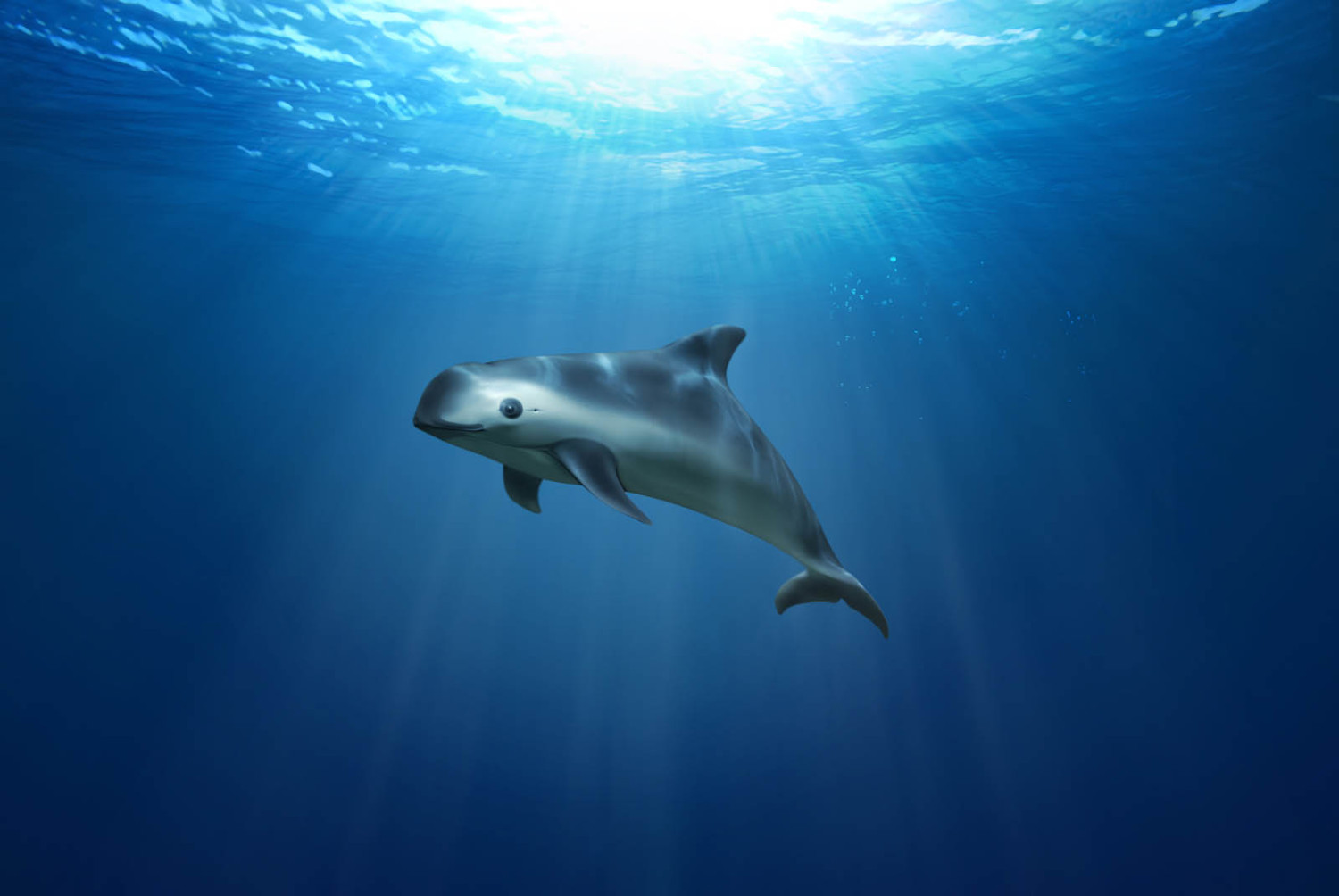 The vaquita is what biologist call a “remain of the Pleistocene”. The vaquita is what biologist call a “remain of the Pleistocene”.