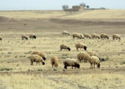 drought syria sheep