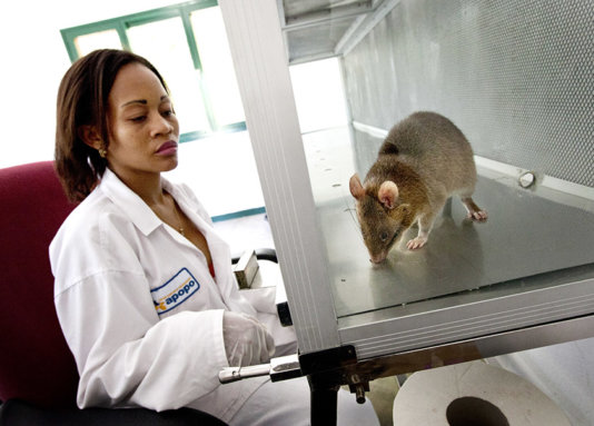 HeroRat in the lab. HeroRat in the lab.