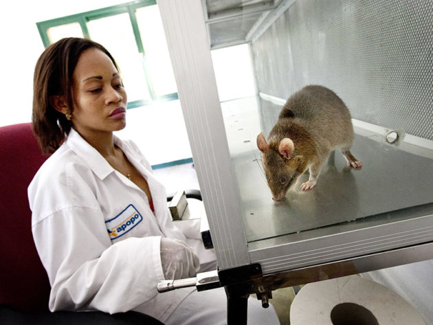HeroRat in the lab. HeroRat in the lab.