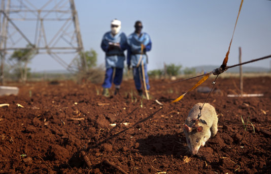 A HeroRat detects mines.