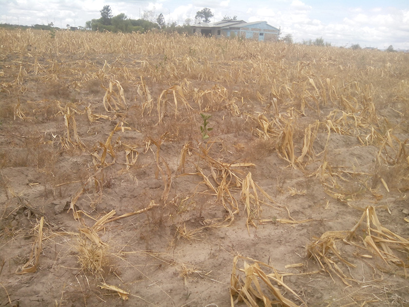 Part of Teresia Kimuhu\'s land that no longer produces any substantial yields. Part of Teresia Kimuhu\'s land that no longer produces any substantial yields.