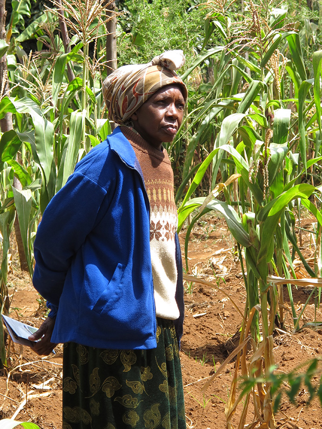 Teresia Kimuhu whose farm has failed to produce to its optimum as a result of failed rains. Teresia Kimuhu whose farm has failed to produce to its optimum as a result of failed rains.