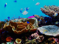 13936930483_ef0748697b_kkddddd