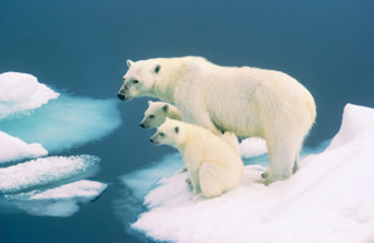 shell_climatechange_polarbearfamily-342x