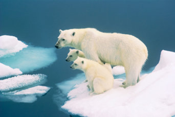 Svalbard family Svalbard family