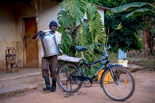 Before farmers in this area had Buffalo Bicycles from World Bicycle Relief, they had to carry the milk to the collection center or use wheelbarrows. Two people would have to carry one can over very long distances. Often the milk would spoil on the trip to the Dairy Cooperative.