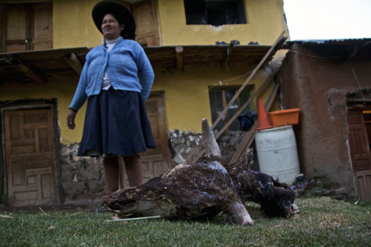 An indigenous peasant from Mara shows the rest of two dead cows. She blames the Las Bambas mine because the dust its trucks cause ruins the pastures and the water springs An indigenous peasant from Mara shows the rest of two dead cows. She blames the Las Bambas mine because the dust its trucks cause ruins the pastures and the water springs