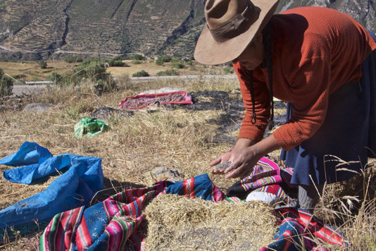 Peasants from Las Bambas claim that the mine is ruining their crops production Peasants from Las Bambas claim that the mine is ruining their crops production