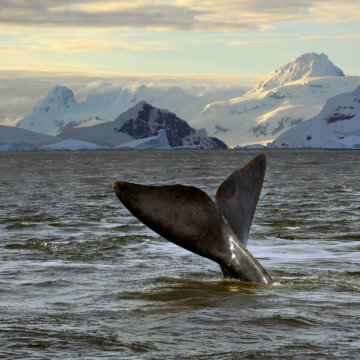 ross sea