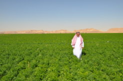 Al-Fawaz Feld mit Bio-Karotten
