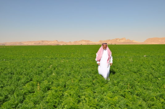 A field with tomatos in Al-Fawaz